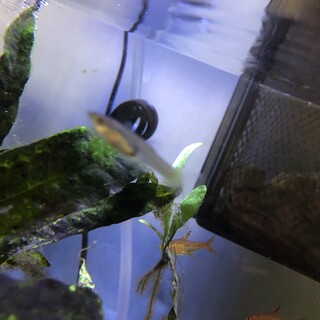 元気なエンドラーズの子供です！