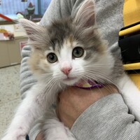 ミライ