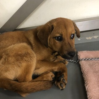 たれ耳野犬子犬あやお君