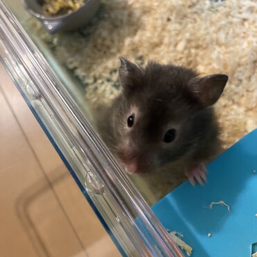 我が家に来て半月。ロングな子らしく、おしりの毛が伸びてきました。