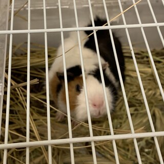 甘えん坊で元気なモルモット！男の子