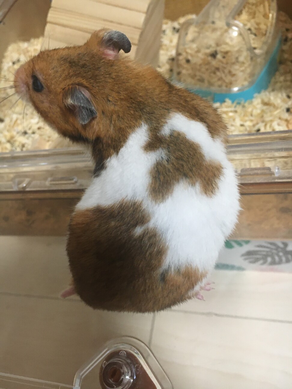 ゴールデンハムスター里親 東京都 小動物の里親募集 ペットのおうち 月間利用者150万人