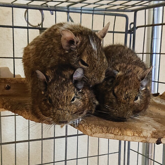 ゲッパーズのカバー写真