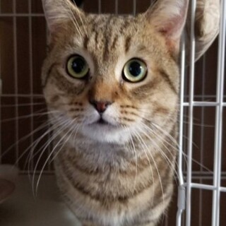 マンチカンのゼロくん