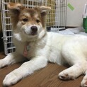 おっとりマイペースな女の子「ピノ」
