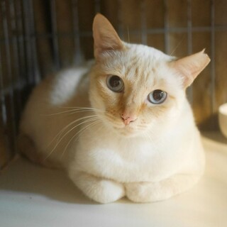 怖がりの隠れ猫さん＊ヒメちゃん