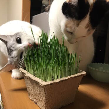 相変わらず猫草大好き