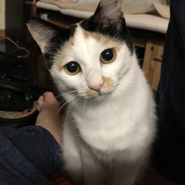 こんなにびじんになりました。わかめさん。お父さんの足が汚くてごめんなさい。