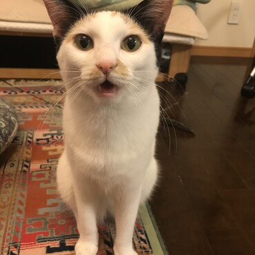 今ブログを書いてたら、わかめちゃんの写真も載せてとわかめちゃんがやってきました。わかめちゃんの写真を載せたところだよと話しましたが、もっと載せてというので。真正面からのわかめちゃん。可愛いです。