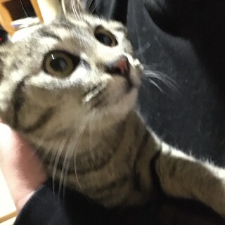 とっても人懐こく甘えん坊☆ひびきくん