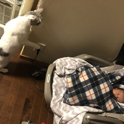 「わかめちゃんの子守」サムネイル2