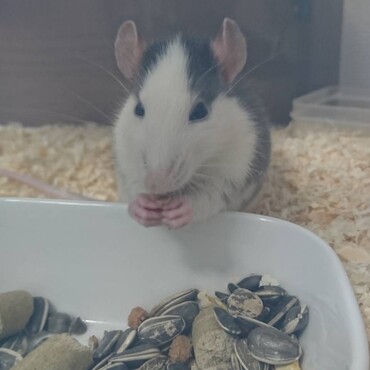 成長が早くてビックリ!!どんどん大きくなっていきます(笑)でも、めちゃくちゃ懐いてきて可愛い!!