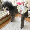 トイプードル　パンナピッタ君 サムネイル2
