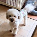 口蓋裂の3歳トイプードル　たあ坊君　