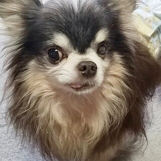 チワワ　うりうりころん君