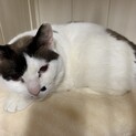 心優しいママ猫のララちゃん