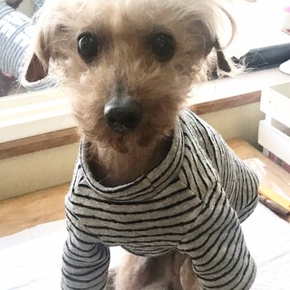 軽度のてんかんのあるトイプードル　キャンプ君