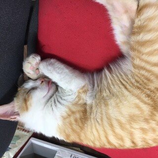 ママ猫が突然庭に連れてきた、かわい子ちゃん