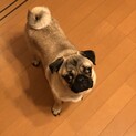 元気いっぱいの一歳パグ