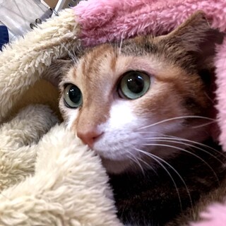 大きな瞳が印象的な美人のミケちゃん