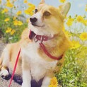コーギー♂を大切に育ててくれる方を募集しています。