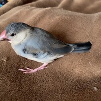 もも