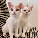 ［受付一時中止］超スリゴロ★にゃらん似の兄弟