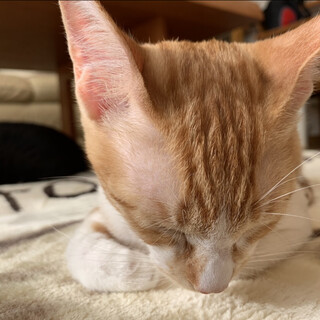 里親様が決まりました♡有難うございました！