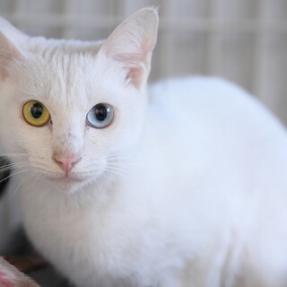 譲渡対象動物のご紹介