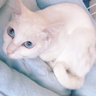 譲渡対象動物のご紹介