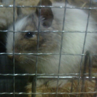 デグーパイド♂　八か月　里親募集