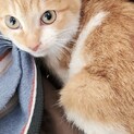 愛くるしいボブテイル、善逸くん4ヶ月