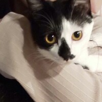 音（おん）