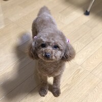 ひまわり