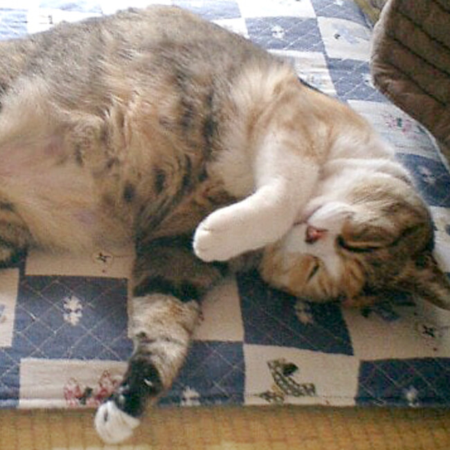 ren66のカバー写真