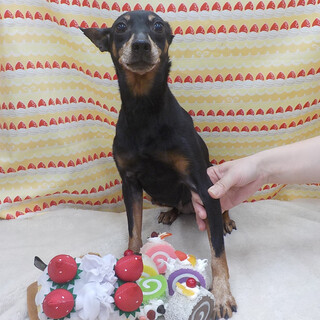 センターに収容されていました。