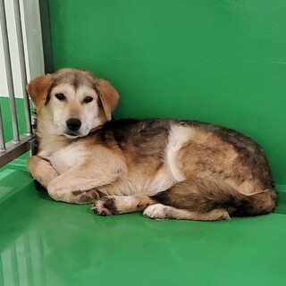 処分間近 小さい穏やかなワンコ 動画あり