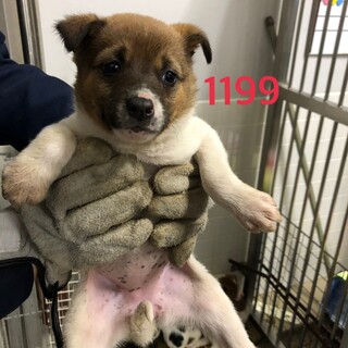 里親決定しました。