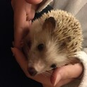 ハリネズミ
