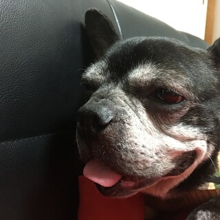 フレンチブルドッグ