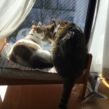 虎鉄がお星さまになる前日のツーショット