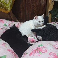 近況報告とご飯の与えかた(トッピング方法の違い)