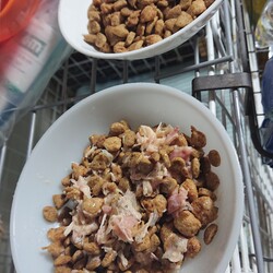 「近況報告とご飯の与えかた(トッピング方法の違い)」サムネイル2