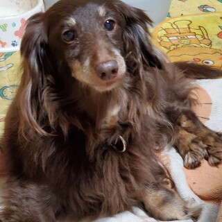 里親募集します「決まりました。」