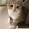 ゆみころちゃん さん