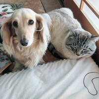 チロルとミー君