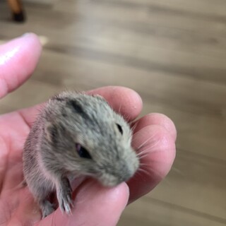 ステップレミング♂