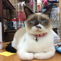 「保護猫広場ラブとハッピー臨時休業のお知らせ」サムネイル1