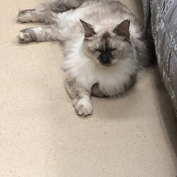 「保護猫広場ラブとハッピー臨時休業のお知らせ」サムネイル2