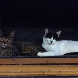 「保護猫広場ラブとハッピー臨時休業のお知らせ」サムネイル3